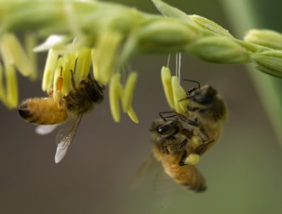 Could honeybees hold the key to reversing hair loss? © Sherjaca / shutterstock.com