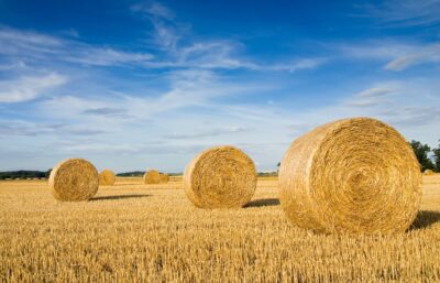 Landscape of a large hay field with numerous straw bales
